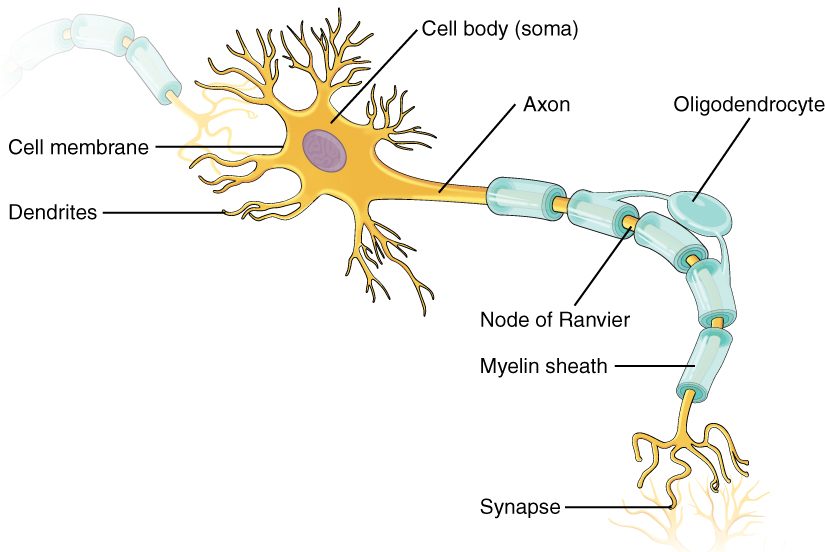 Drawing of a single neuron. An irregular cell body holding a nucleus sends out several short, branching dendrites. One long axon leaves the cell body and is wrapped in evenly spaced segments of insulating covering; a glial cell reaches out with two arms to form two of the segments. The axon ends in many branches whose tips meet the dendrites of the next neuron. At the upper left, the axon of another neuron ends on this neuron's dendrites.