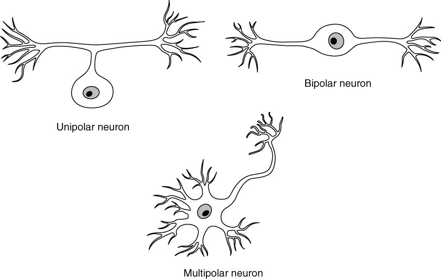 Three line drawings of neurons. In the first, a round cell body hangs below a single short stalk that joins one long process, which ends in branches at both ends. In the second, an oval cell body sits in the middle of a line, with one branched process leaving each end. In the third, a cell body with many short branched processes sends out one long process that ends in branches.