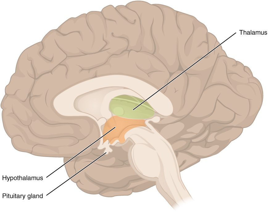 The right half of the brain seen from the midline cut. Near the center, the egg-shaped thalamus is shaded green, the hypothalamus below and in front of it is shaded orange, and the pituitary gland hangs from the bottom of the hypothalamus on a short stalk.
