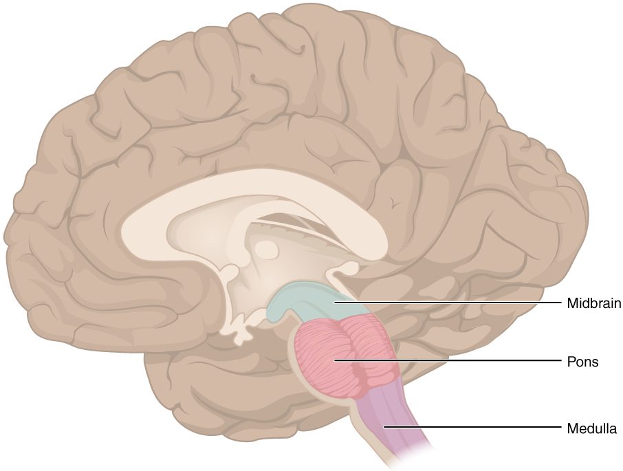 The right half of the brain seen from the midline cut, with the brainstem colored in three parts: the midbrain at the top, the rounded, bulging pons in the middle, and the medulla at the bottom, where the brainstem narrows to continue as the spinal cord.