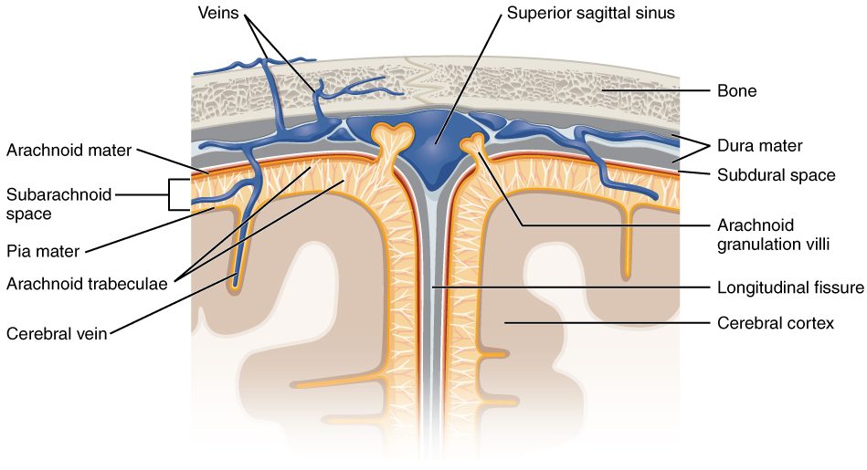 A cut through the top of the head across the midline groove between the hemispheres. From outside in: bone; the thick, two-layered dura mater, which splits in the midline to enclose a large triangular venous channel; the thin arachnoid mater; a space crossed by fine strands; and the pia mater on the folded cortex. Rounded knobs of arachnoid push up through the dura into the venous channel. Veins from the brain surface cross the layers to reach it.