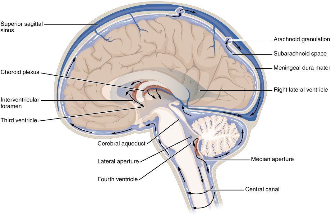 The brain and upper spinal cord cut down the midline, with the fluid spaces shaded blue. A C-shaped chamber in the hemisphere connects through a small opening to a narrow midline chamber, then a thin canal through the midbrain leads to a chamber between the brainstem and the cerebellum. Tufts of tissue lie in the chambers. Arrows show fluid leaving the lower chamber through openings, flowing around the brain and down around the spinal cord, and entering a large venous channel at the top of the head through knobs of the arachnoid. The spinal cord has a thin central canal.