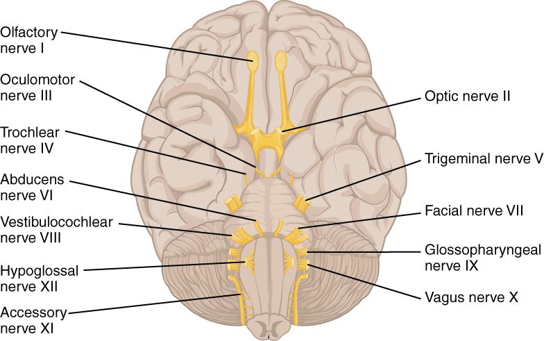 The underside of the brain, with the frontal lobes at the top and the brainstem and cerebellum at the bottom. Twelve pairs of nerve roots are highlighted. Two slender bulb-tipped nerves lie under the frontal lobes, an X-shaped crossing of two thick nerves sits behind them, and the remaining roots emerge in order down the midbrain, pons and medulla, the last ones as rows of small rootlets along the medulla and a long root running up beside it.