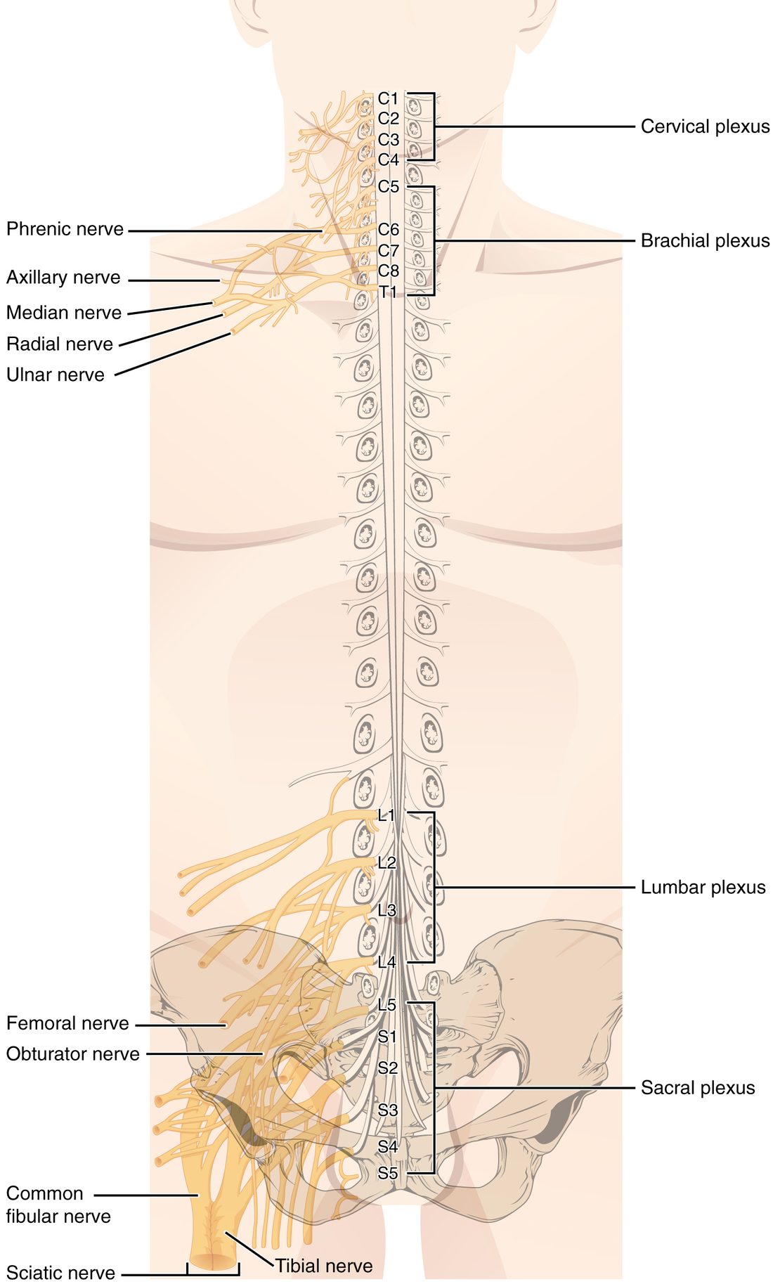 An outline of the trunk and pelvis showing the spinal cord and the numbered spinal nerves on both sides, from C1 at the neck to S5 at the sacrum. Brackets group the nerves into four networks: C1 to C4 in the neck, C5 to T1 at the shoulder, L1 to L4 in the lower back and L5 to S5 in the pelvis. On one side, nerves leave the neck network toward the diaphragm, five nerves leave the shoulder network toward the arm, and nerves leave the lower networks for the front of the thigh and, as one thick nerve that splits in two, the back of the thigh.
