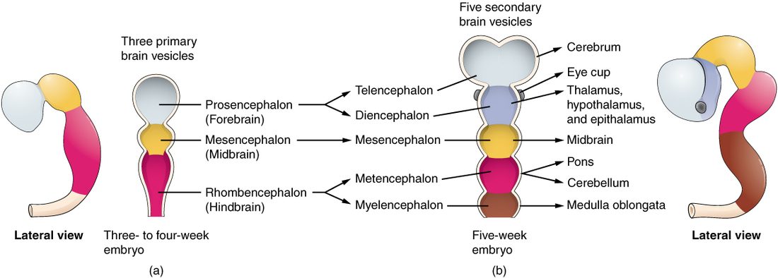 Two stages of the embryonic brain. On the left, at three to four weeks, the front end of the neural tube has three swellings, labeled prosencephalon (forebrain), mesencephalon (midbrain) and rhombencephalon (hindbrain), with a side view showing the tube bent. On the right, at five weeks, the forebrain has split into two swellings and the hindbrain into two, making five; arrows show what each becomes: the cerebrum; the thalamus, hypothalamus and epithalamus; the midbrain; the pons and cerebellum; and the medulla oblongata. An eye cup buds from the side of the second swelling.