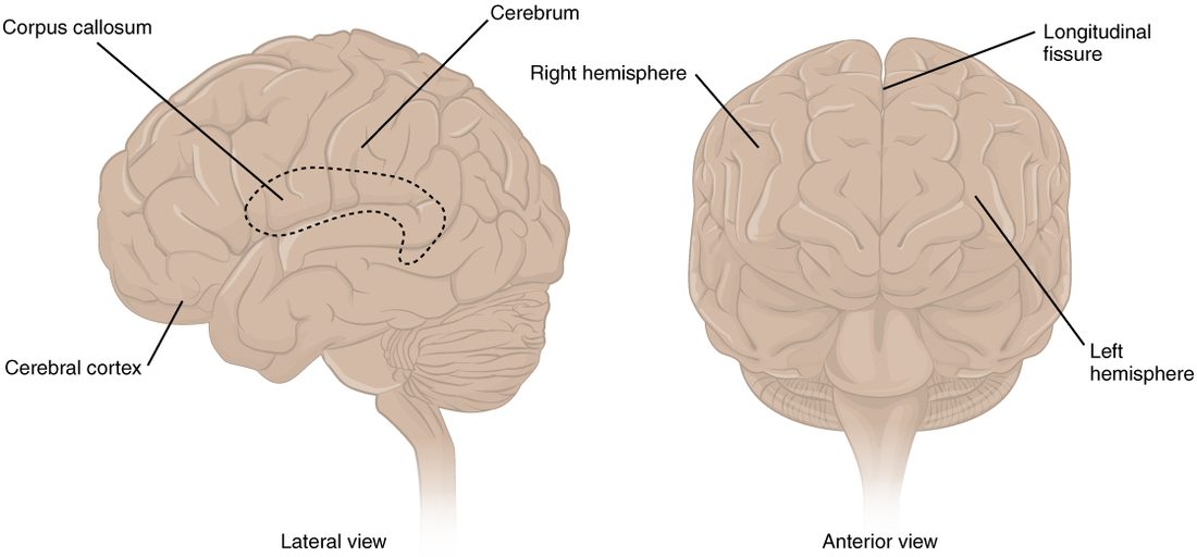 Two drawings of the whole brain. The side view shows the folded surface of the cerebrum, its outer layer, and a dotted outline marking where the band of fibers joining the two halves lies deep inside. The front view shows the right and left halves of the cerebrum separated by a deep groove down the midline, with the brainstem below.