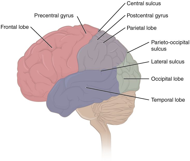 A side view of the brain with each lobe of the cerebrum in its own color: the frontal lobe at the front, the parietal lobe on top behind it, the occipital lobe at the back and the temporal lobe along the side below. Labels mark the central sulcus between the frontal and parietal lobes, the gyri just in front of and behind it, the lateral sulcus above the temporal lobe and the parieto-occipital sulcus. The cerebellum and brainstem sit below, uncolored.