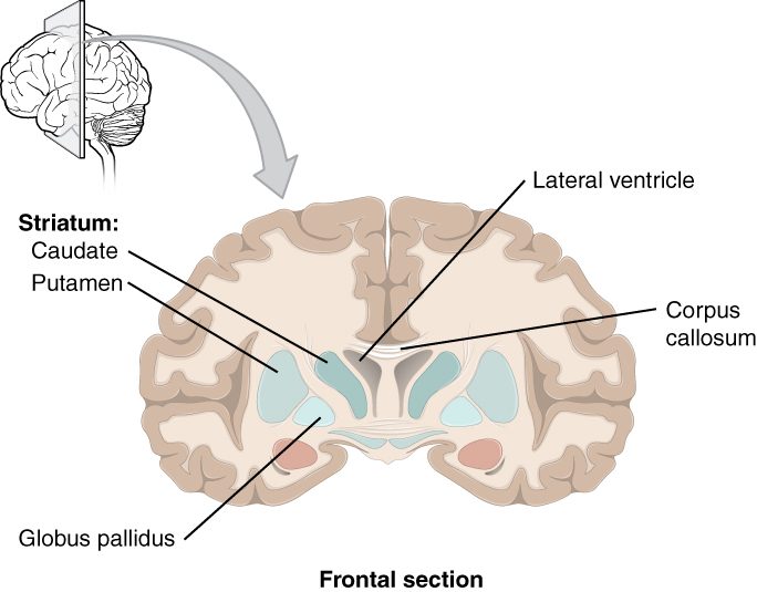 A small drawing shows where a vertical slice through the front of the brain is taken, and the slice itself is shown below. Deep in each hemisphere, beside a central fluid space, sit three colored masses of gray matter: the caudate close to the midline, the putamen further out, and the globus pallidus just inside the putamen. The caudate and putamen are bracketed together as the striatum. The band of fibers joining the two hemispheres crosses above them.