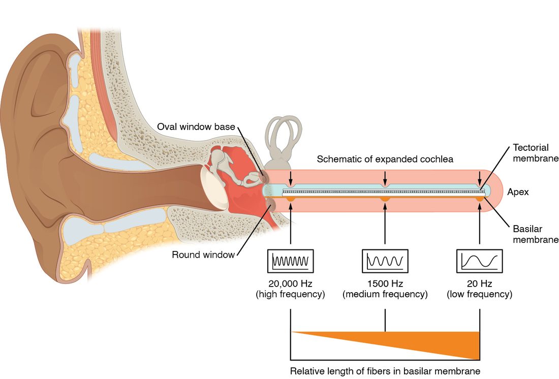The ear drawn from the side with its snail-shaped coil shown uncoiled as a long, straight tube running away from the middle ear. The membrane along the tube is labeled at three places: at the end nearest the middle ear it vibrates most for a 20,000 hertz tone, in the middle for 1,500 hertz, and at the far tip for 20 hertz. A tapered bar below shows that the fibers across the membrane are short near the middle ear and long at the far tip.
