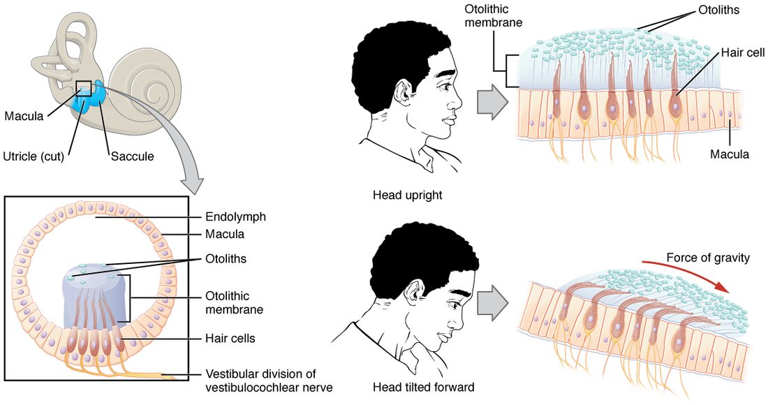Top left, the inner ear with two small sacs in the chamber between the coil and the looped canals highlighted in blue. Bottom left, a cross section of one sac: a patch of sensory cells in its wall is covered by a gel layer topped with tiny crystals, with nerve fibers leaving below. Right, two enlarged views of that patch for a head held upright and a head tilted forward: when the head tilts, the crystal-weighted gel slides downhill and bends the projections on the sensory cells.