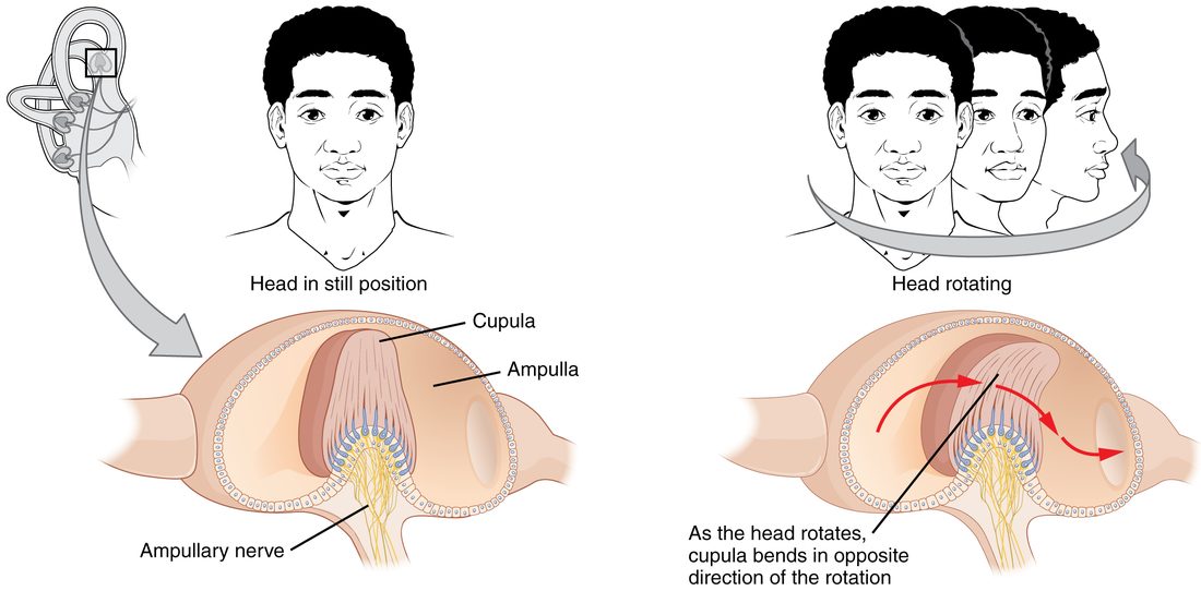Top left, the inner ear with the swelling at the base of one looped canal boxed. Below it, an enlarged cut through that swelling: a ridge of sensory cells whose projections stick up into a tall gel cap that spans the canal, with nerve fibers leaving from the base. Top right, a head turning. Bottom right, the same swelling while the head turns: the fluid in the canal lags behind, and red arrows show it bending the gel cap the opposite way to the turn.