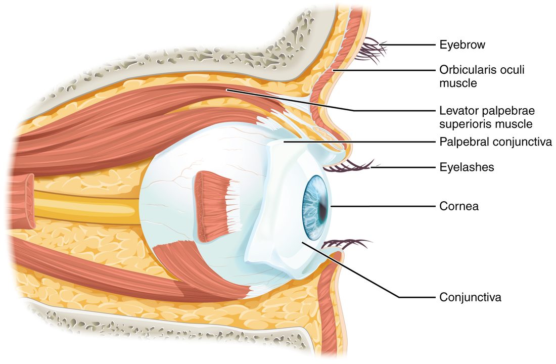 A side view of the eye in its bony socket, cut through the middle. Fat fills the socket around the eyeball, and straight muscles run from the back of the socket to the eyeball, with the optic nerve between them. Above the eye, a long muscle runs forward into the upper eyelid. A thin ring of muscle lies in both eyelids under the skin, a thin membrane lines the inside of the lids and folds back over the white of the eye, and the clear dome at the front bulges out between the lids. The eyebrow and eyelashes are also shown.