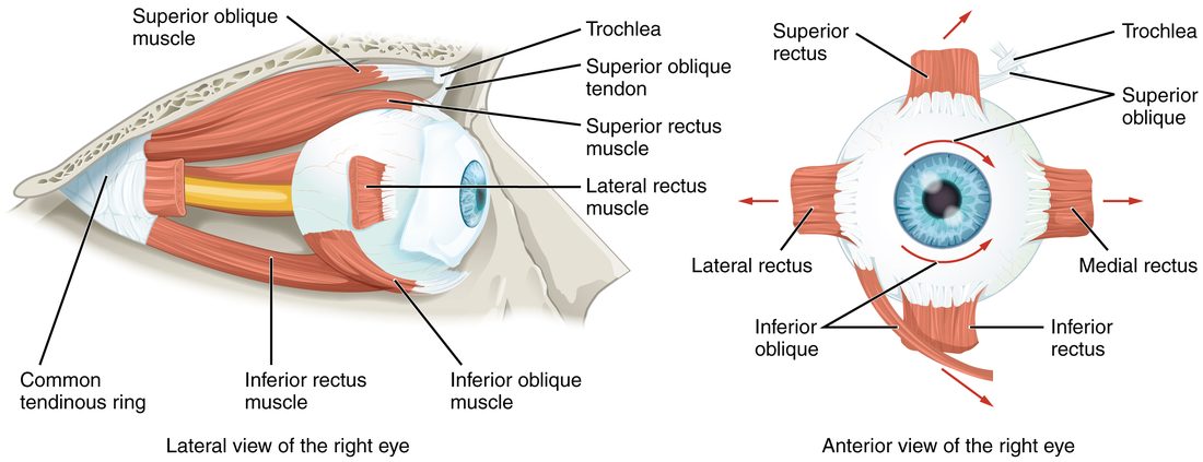 Two drawings of the six muscles that move the right eye. Left, a side view: four straight muscles run from a ring of tendon at the back of the socket to the top, bottom and sides of the eyeball, and a slanting muscle runs along the upper inner wall to a small pulley at the front of the socket, then turns back to the top of the eyeball. A second slanting muscle curves under the eyeball from the front of the socket. Right, a front view of the eyeball with the six muscles attached around it and red arrows showing the direction each one pulls.