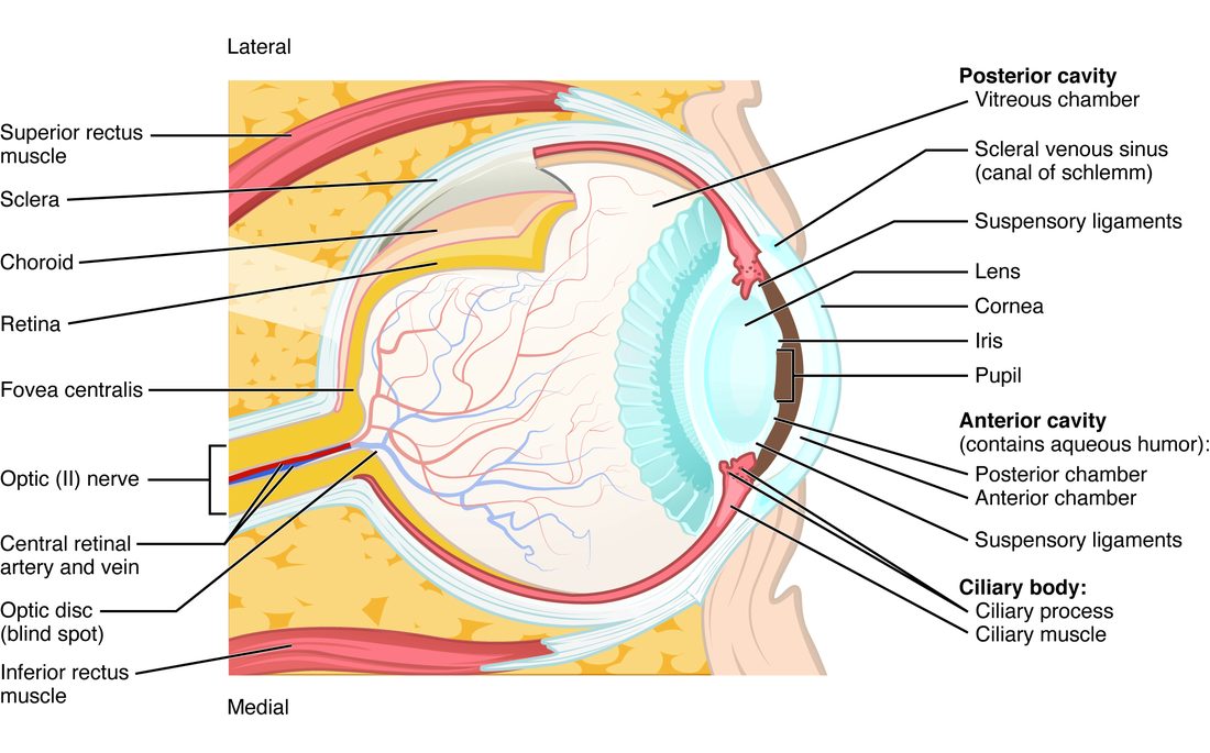 A side view of the eyeball cut open. The wall has three layers: a tough white outer coat that becomes the clear dome at the front, a dark middle layer rich in blood vessels, and a thin yellow inner layer at the back with a small pit near its center and a pale spot where the optic nerve leaves. Behind the colored ring and its central opening sits the lens, held by fine threads to a ring of muscle and folded tissue. A small chamber lies in front of the lens and a large gel-filled chamber behind it. Muscles are attached above and below the eyeball.