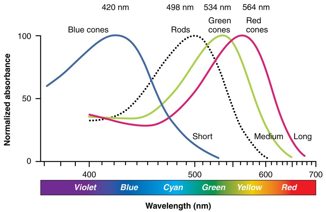 A graph of normalized absorbance, from 0 to 100, against wavelength of light from about 360 to 700 nanometers, with a color spectrum from violet to red under the axis. Four curves each rise to a peak and fall: a blue curve peaking at 420 nm, a dotted black curve peaking at 498 nm, a green curve peaking at 534 nm and a pink curve peaking at 564 nm. The curves overlap widely, especially the last two.