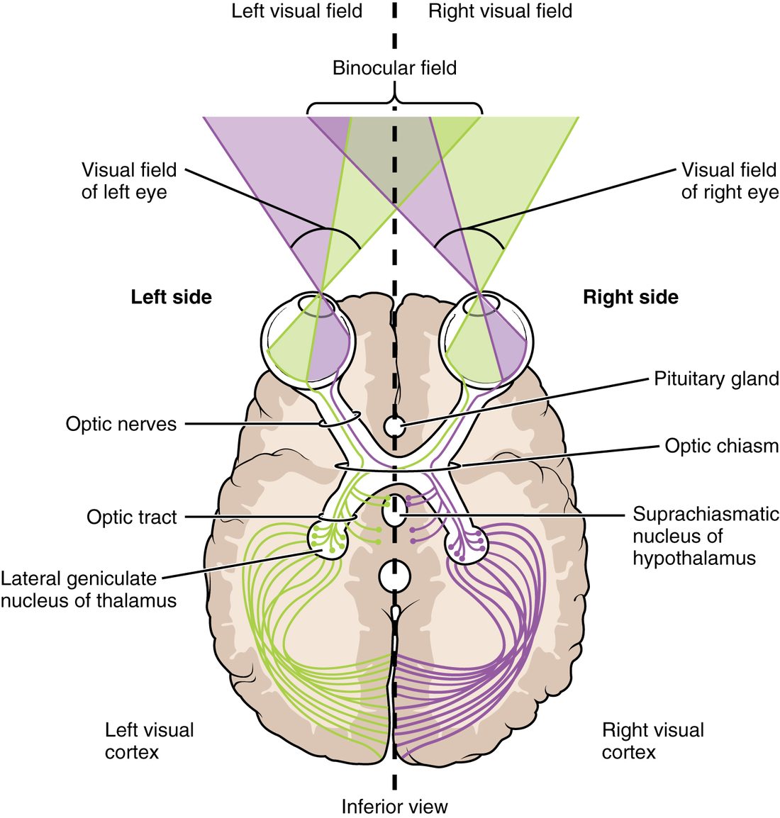 A view of the brain from below with both eyes at the front. Colored wedges show what each eye sees: the left half of the scene in purple and the right half in green, overlapping in the middle. Fibers from each eye run back in two nerves that meet in an X-shaped crossing just behind a small circle marking the pituitary gland; a few fibers leave the crossing for a small nucleus of the hypothalamus; fibers from the half of each retina nearer the nose cross to the other side, while those from the outer half stay on the same side. Behind the crossing, the green fibers all run on the left and the purple fibers on the right, to a relay in the thalamus on each side and then fan out to the visual cortex at the back of the brain.