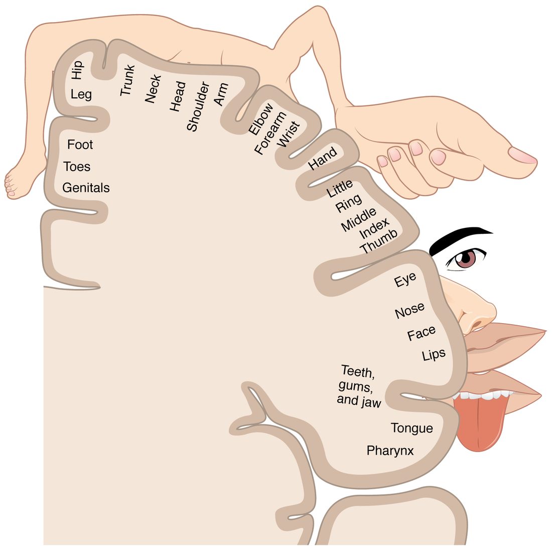 A slice through one hemisphere along the postcentral gyrus, with a distorted human figure drawn over it. Body parts are labeled in order along the cortex: the genitals, toes, foot and leg on the medial surface; then hip, trunk, neck, head, shoulder, arm, elbow, forearm, wrist and hand over the top; then each finger and thumb; then eye, nose, face, lips, teeth, gums and jaw, tongue and throat low on the side. The figure's hand, lips and tongue are drawn very large and its trunk and legs small.