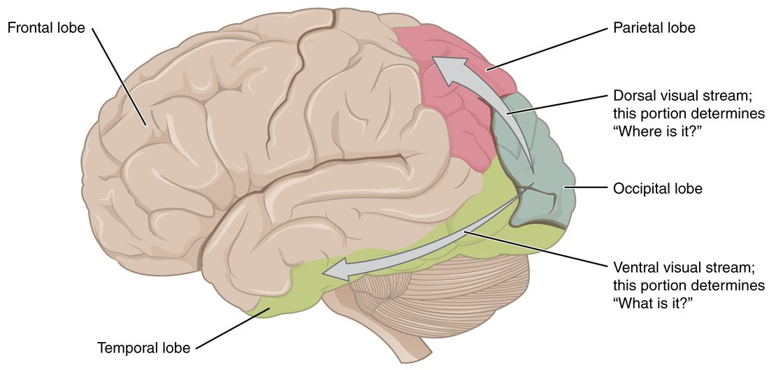 A side view of the left side of the brain with four lobes shaded. From the back of the brain, one arrow curves upward into the lobe on the top of the brain, labeled as the route that works out where something is, and another arrow runs forward and downward along the lower side lobe, labeled as the route that works out what something is.