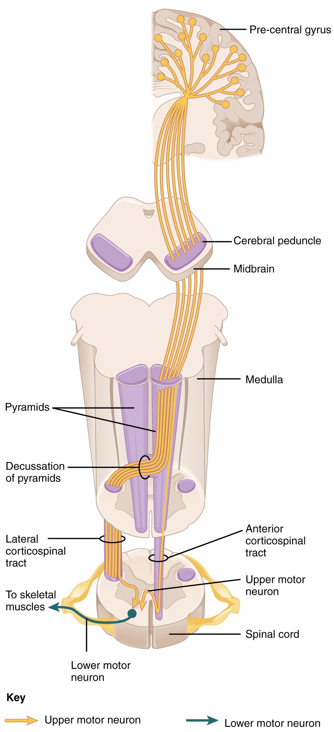 A tall drawing following motor axons from the brain to the spinal cord. At the top, a quarter of a cerebral hemisphere cut vertically shows yellow neurons in the precentral gyrus. Their axons run down as a bundle through a slice of the midbrain, in the cerebral peduncle, then down the front of the medulla in a purple column, the pyramid. Near the bottom of the medulla most of the axons swing across the midline at the decussation of the pyramids and descend in the lateral corticospinal tract at the side of a spinal cord slice; a few continue uncrossed in the anterior corticospinal tract. In the cord, a yellow upper motor neuron ending meets a teal lower motor neuron, whose axon leaves the cord toward skeletal muscles. A key marks upper motor neurons yellow and lower motor neurons teal.
