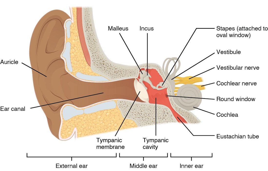 A cut through the side of the head showing the ear. On the outside, the flap of the ear leads into a canal through the skull bone that ends at a thin membrane. Behind the membrane is a small air-filled space colored red, holding a chain of three tiny bones; the last one sits in an opening in the bony wall of the inner ear. A tube runs down and forward from this space toward the throat. Deeper in the bone lie a snail-shaped coil, three looped canals above it and the chamber between them, with two nerve branches leaving toward the brain. Brackets under the drawing divide it into outer, middle and inner parts.