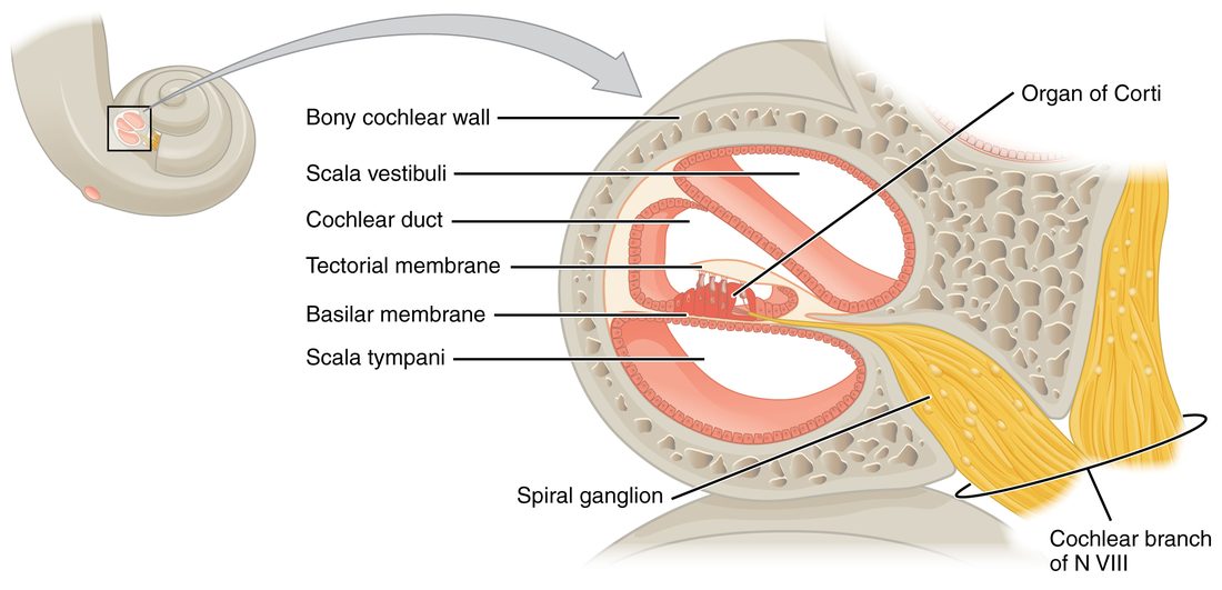 A small drawing of the snail-shaped coil with a box around one turn, and an enlarged cross section of that turn. Inside the bony wall are three fluid-filled channels: an upper one, a small triangular middle one, and a lower one. On the floor of the middle channel sits a row of sensory cells covered by a flap of membrane. Nerve fibers run from these cells to a cluster of nerve cell bodies in the bony core and join a nerve bundle leaving the coil.