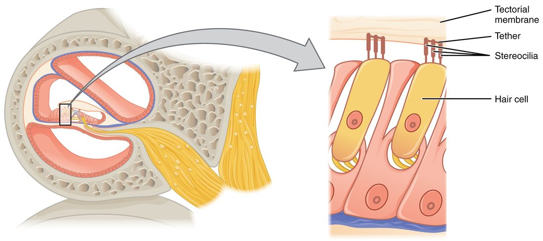 Left, a cross section of one turn of the snail-shaped coil with a box around the row of sensory cells. Right, an enlarged view of that row: tall yellow cells stand among pink supporting cells, each with a bundle of rod-like projections of increasing height on its top. The tips of the projections are joined by fine links and touch a membrane that lies over them. Nerve endings wrap the base of each cell.