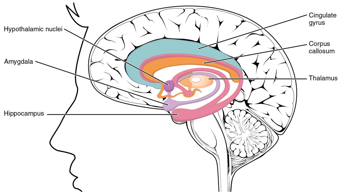 The brain cut down the midline with a head outline. A ring of colored structures around the center makes up the limbic system: the cingulate gyrus arching above the band of fibers joining the hemispheres, the hippocampus curving along the bottom, the almond-shaped amygdala at its front tip, and nuclei of the hypothalamus. The thalamus sits in the middle of the ring.