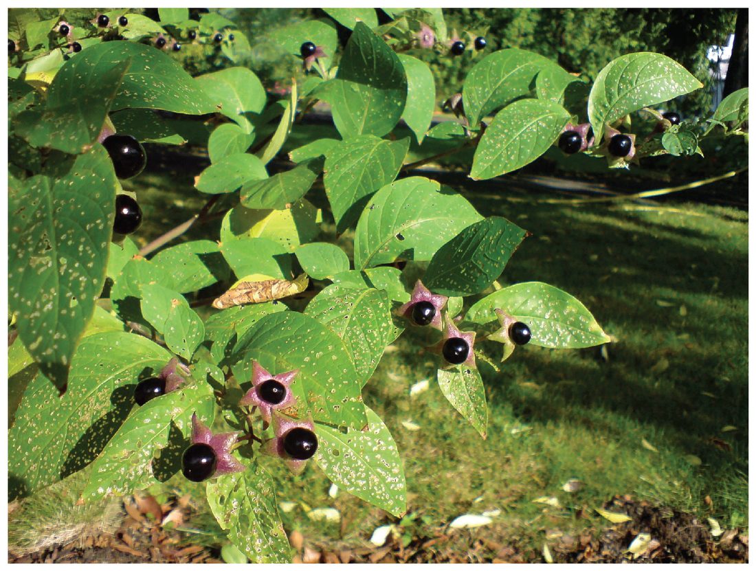 A photograph of a leafy green shrub in sunlight. Shiny round black berries, each about the size of a cherry, sit singly in star-shaped purple-green cups along the stems between broad oval leaves.