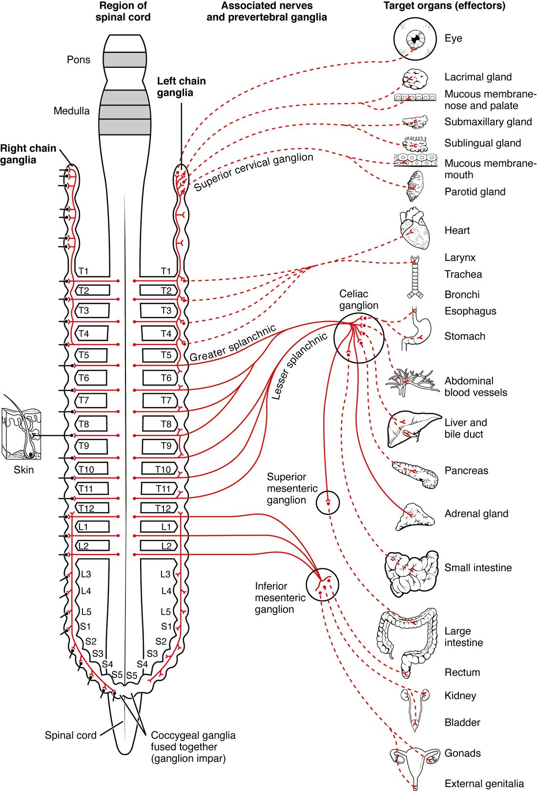 A drawing of the brainstem and spinal cord from the front, with the segments labeled from the pons down to S5 and a column of ganglia beside the cord on each side. Solid lines leave the cord only between T1 and L2. Some run to the chain of ganglia beside the cord, and some run past it as the greater and lesser splanchnic nerves to three round ganglia in front of the spine: the celiac, superior mesenteric and inferior mesenteric ganglia. Dashed lines run from the ganglia to a column of organs on the right, from the eye, tear gland and saliva glands at the top through the heart, airways, stomach, liver, pancreas, adrenal gland and intestines to the bladder and genitals at the bottom. A patch of skin on the left is supplied from the chain.