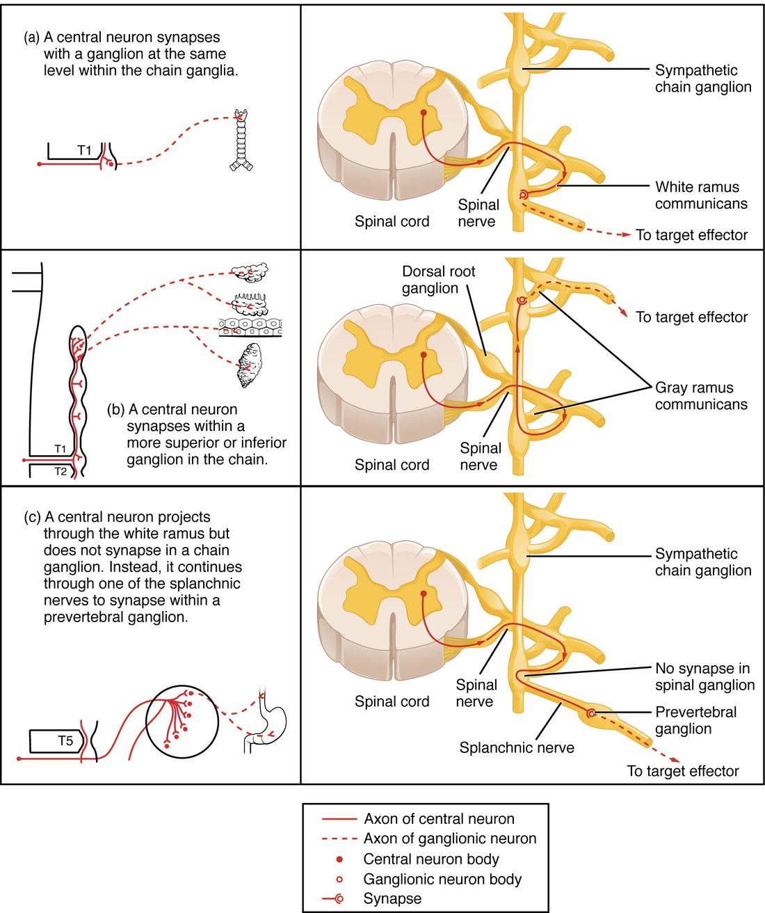 Three panels, each pairing a small schematic with a three-dimensional drawing of a spinal cord cross section, its spinal nerve and the neighboring sympathetic chain ganglion. In the top panel a red fiber leaves the lateral horn, enters the chain through the white ramus communicans and synapses in the ganglion at the same level. In the middle panel the fiber climbs the chain to synapse in a higher ganglion, and postganglionic fibers return to spinal nerves through gray rami communicantes. In the bottom panel the fiber passes through the chain without synapsing and runs in a splanchnic nerve to a prevertebral ganglion, where it synapses.