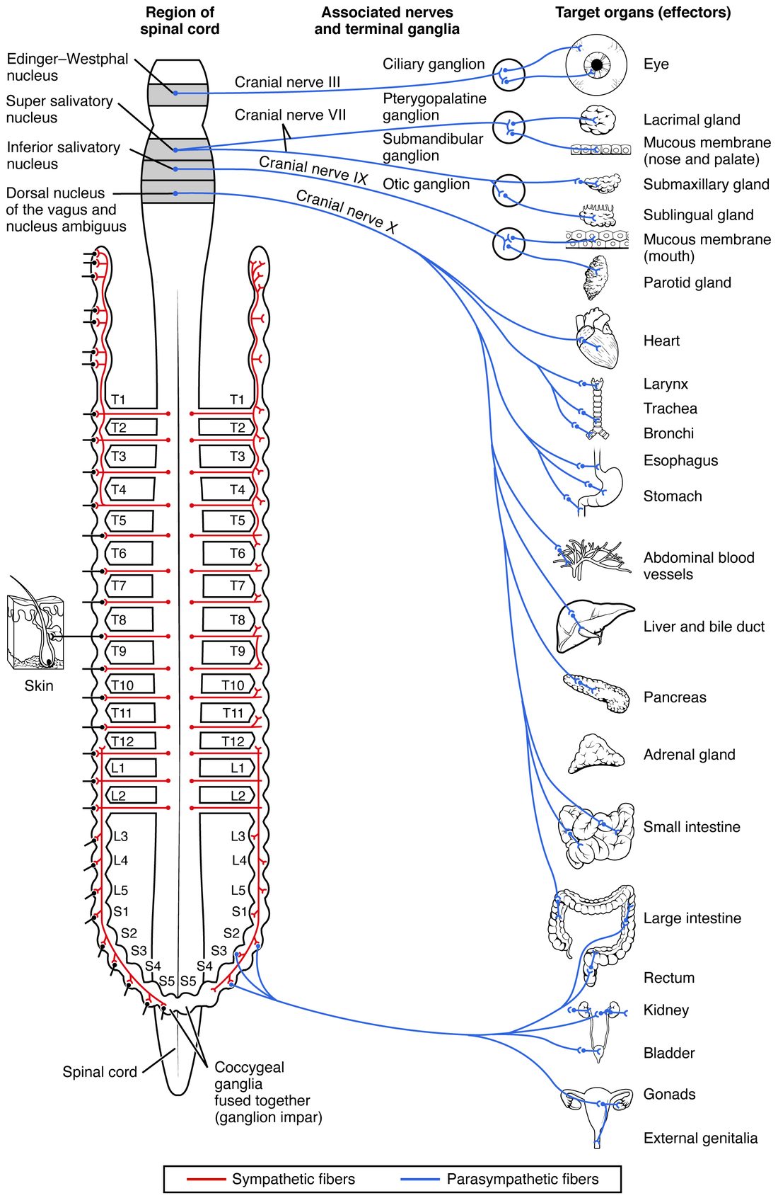 The same brainstem, spinal cord and organ column as the sympathetic map, now showing parasympathetic fibers in blue. From four shaded brainstem nuclei, fibers run out in cranial nerves III, VII, IX and X. Nerves III, VII and IX end in small circled ganglia near the eye, the tear and nasal glands and the saliva glands. Nerve X sweeps down to the heart, airways, stomach, liver, pancreas and intestines. From the lowest sacral segments, a second group of blue fibers runs to the colon, rectum, bladder and genitals. The red sympathetic chain is drawn faintly beside the cord for comparison.