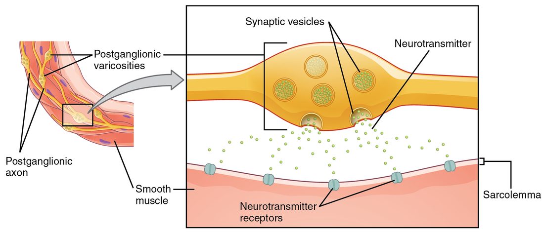 Left, a curved strip of smooth muscle with yellow postganglionic axons branching over its surface; the axons bulge at intervals into beaded swellings. A box around one swelling is enlarged on the right: the swelling holds round vesicles filled with green transmitter dots, two vesicles are fusing with the membrane and releasing the dots, and the dots drift across a wide gap to channel-shaped receptor proteins scattered on the muscle cell membrane below.
