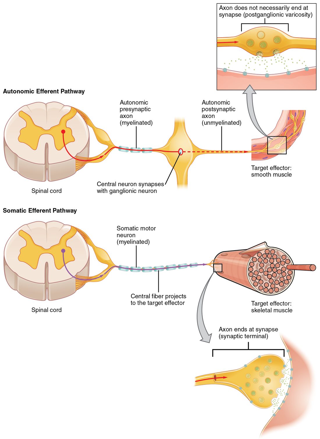 Two pathways from a spinal cord cross section. Top, the autonomic efferent pathway: a myelinated axon runs from the lateral horn to a ganglion, where it synapses on a second neuron whose unmyelinated axon runs on to a curved strip of smooth muscle; an enlarged inset shows a swelling along that axon releasing transmitter onto the muscle surface. Bottom, the somatic efferent pathway: one myelinated axon runs from the ventral horn directly to a bundle of skeletal muscle fibers, and an inset shows it ending in a single synaptic terminal.