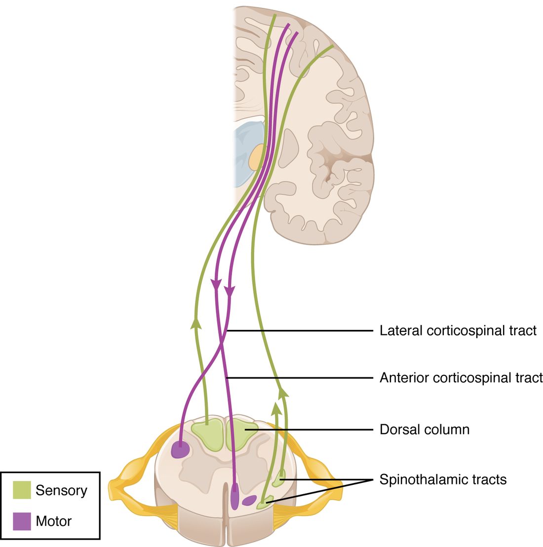 A front view of one cerebral hemisphere cut vertically, with a cross section of the spinal cord below it. Green lines (sensory) run up from the spinal cord to the cortex, with arrowheads pointing up; purple lines (motor) run down from the cortex to the spinal cord, with arrowheads pointing down. One purple line crosses to the other side before entering the cord. In the cord section, the paired green areas at the back and small green and purple areas at the sides and front mark where these bundles run. Roots leave the cord on both sides. A key reads sensory (green) and motor (purple).