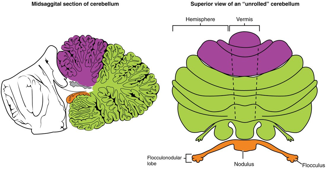 Two drawings of the cerebellum colored by region. On the left, the cerebellum is cut down the midline beside the brainstem, showing its branching folds: the front part purple, the large back part green and a small orange lobe tucked underneath next to the brainstem. On the right, the cerebellum is drawn spread flat and seen from above, with the same colors: a bracket marks the narrow middle strip as the vermis and the broad side part as a hemisphere, and the orange flocculonodular lobe at the bottom is labeled as a central nodulus with a flocculus at each end.