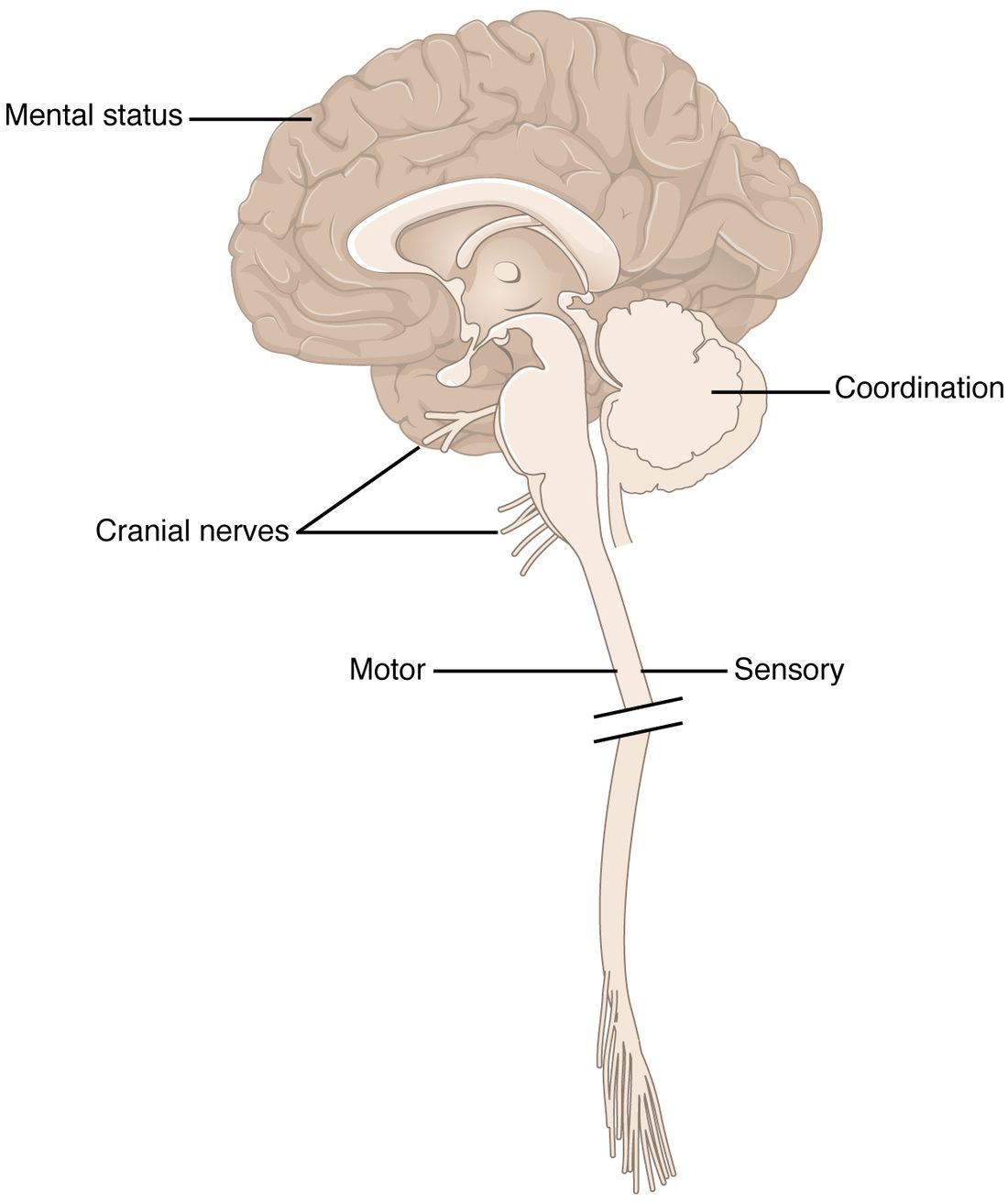 A drawing of the brain cut down the midline, seen from the side, with the brainstem and the whole spinal cord hanging below it; a break in the cord shortens its middle, and the cord ends in a spray of nerve roots. Five labels link parts of the nervous system to parts of the exam: a label on the outer cerebral cortex, one on the cerebellum at the back, one pointing to nerves leaving the underside of the brain and the brainstem, and two on either side of the upper spinal cord.