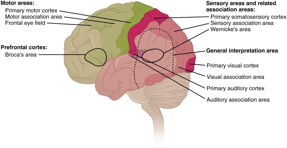 A side view of the left hemisphere with its functional areas shaded. In the frontal lobe, a green strip just in front of the central sulcus is the primary motor cortex, with a motor association area and a frontal eye field in front of it; a circle low in the frontal lobe marks Broca's area, within the prefrontal cortex. Just behind the central sulcus a dark pink strip is the primary somatosensory cortex, with a sensory association area behind it. A circle in the upper temporal lobe marks Wernicke's area. At the back of the occipital lobe is the primary visual cortex with the visual association area around it, and in the temporal lobe the primary auditory cortex with the auditory association area. A dotted outline where the parietal, temporal and occipital lobes meet marks a general interpretation area.