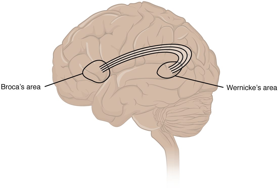 A side view of the left hemisphere. An outlined area low in the frontal lobe is labeled Broca's area, and an outlined area at the back of the upper temporal lobe is labeled Wernicke's area. A curved bundle of fibers arches from one to the other.
