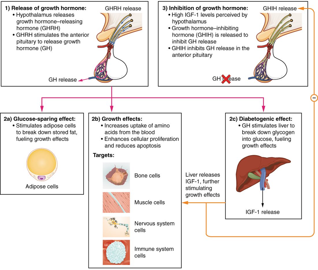 A flow chart of growth hormone control. At the top left, the hypothalamus releases its releasing hormone and the front lobe of the pituitary gland releases growth hormone into the blood. Three arrows lead down to three effects: fat cells break down stored fat; bone, muscle, nerve and immune cells take up more amino acids, divide more and die less; and the liver releases glucose and a second hormone, IGF-1, which adds to the growth effects. An orange arrow with a minus sign runs from IGF-1 back to the hypothalamus, which releases an inhibiting hormone, and a panel at the top right shows growth hormone release crossed out.