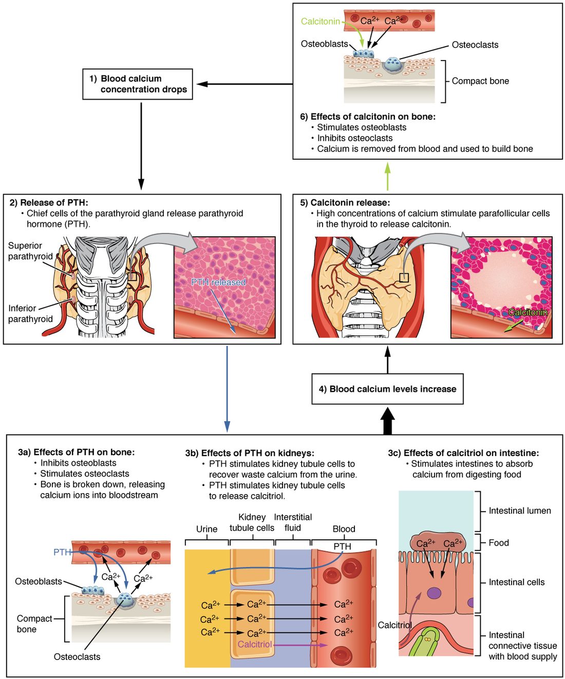 A cycle diagram of blood calcium control. When blood calcium drops, the small glands on the back of the thyroid gland, drawn in a back view of the neck with an upper and a lower gland on each side, release their hormone. Three panels show its effects: on bone, osteoclasts break down bone matrix and calcium ions move into a blood vessel; on the kidney, tubule cells move calcium from the fluid on the urine side into the blood and release calcitriol; on the intestine, calcitriol makes the lining cells absorb calcium from food. Blood calcium then rises, and a thyroid follicle's neighboring cells release calcitonin, which acts on bone cells to move calcium from the blood into bone.