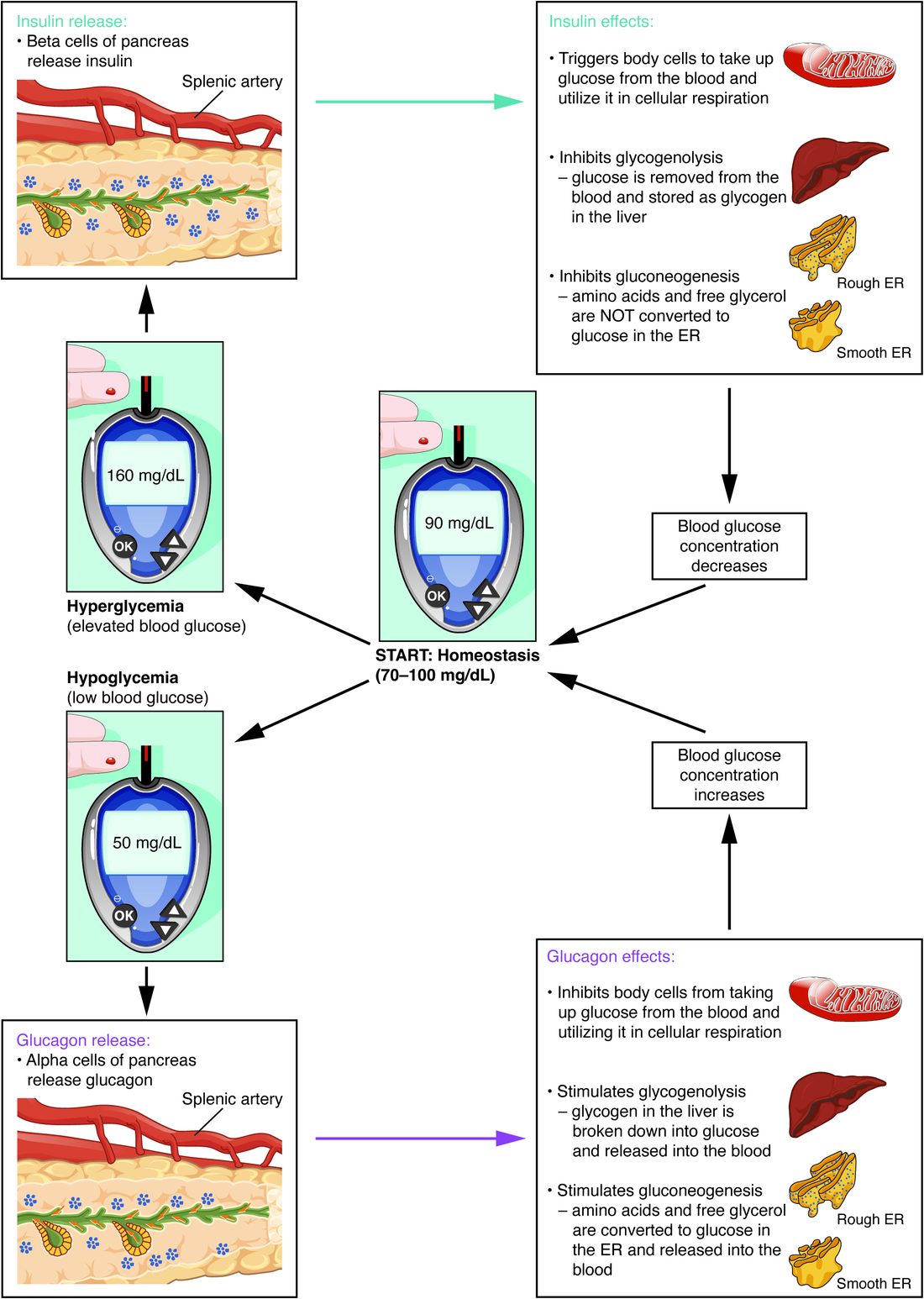 A loop diagram built around a glucose meter reading 90 mg/dL, labeled homeostasis, 70 to 100 mg/dL. An arrow up-left leads to a meter reading 160 mg/dL, labeled hyperglycemia, then to the pancreas, where beta cells release insulin. Insulin's effects are listed with small drawings of a mitochondrion, the liver and endoplasmic reticulum: body cells take up glucose and use it in cellular respiration, the liver stores glucose as glycogen instead of breaking glycogen down, and amino acids and glycerol are not made into glucose. Blood glucose then decreases back to the center. An arrow down-left leads to a meter reading 50 mg/dL, labeled hypoglycemia, then to the pancreas, where alpha cells release glucagon. Glucagon's effects are listed: cells take up less glucose, liver glycogen is broken down into glucose and released, and amino acids and glycerol are made into glucose and released. Blood glucose then increases back to the center.