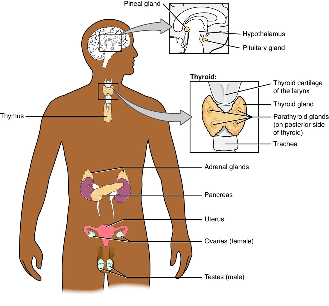An outline of a human body with the endocrine glands drawn in place. In the head, a small gland hangs below the hypothalamus and another sits deep in the middle of the brain, shown enlarged in an inset. In the neck, a butterfly-shaped gland wraps the front of the trachea below the larynx; an enlarged inset shows four small glands on its back surface. A gland sits behind the breastbone above the heart. In the abdomen, a gland caps the top of each kidney and a long gland lies across the middle behind the stomach. In the pelvis, the uterus is drawn with a small oval organ at each side; below the pelvis, two oval organs hang outside the body wall.