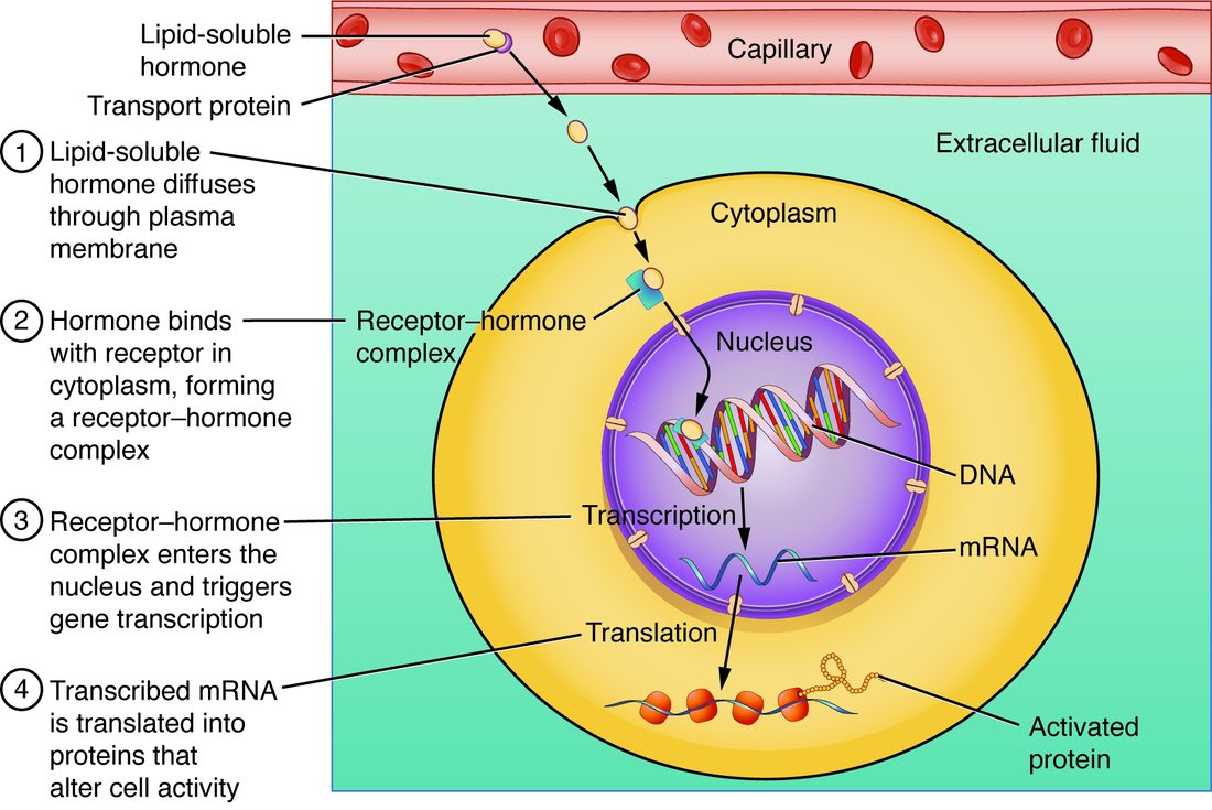 A fat-soluble messenger slips straight through the plasma membrane, binds a protein in the cytosol, and the pair moves into the nucleus. There it binds DNA at a gene, the gene is transcribed into messenger RNA, and the RNA is translated into a new protein in the cytoplasm.