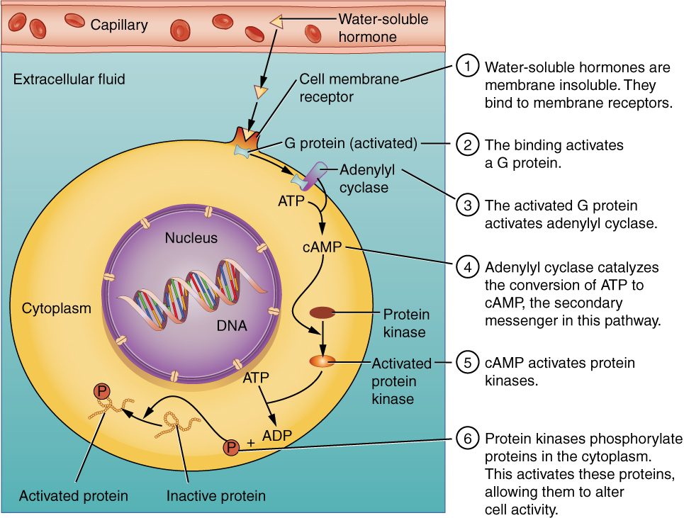 A water-soluble messenger stays outside the cell and binds a protein in the plasma membrane. That protein switches on a G protein on the inner face, which switches on a membrane enzyme that turns ATP into cyclic AMP. Cyclic AMP then switches on enzymes that attach phosphate groups to other proteins in the cytoplasm, changing what the cell does.