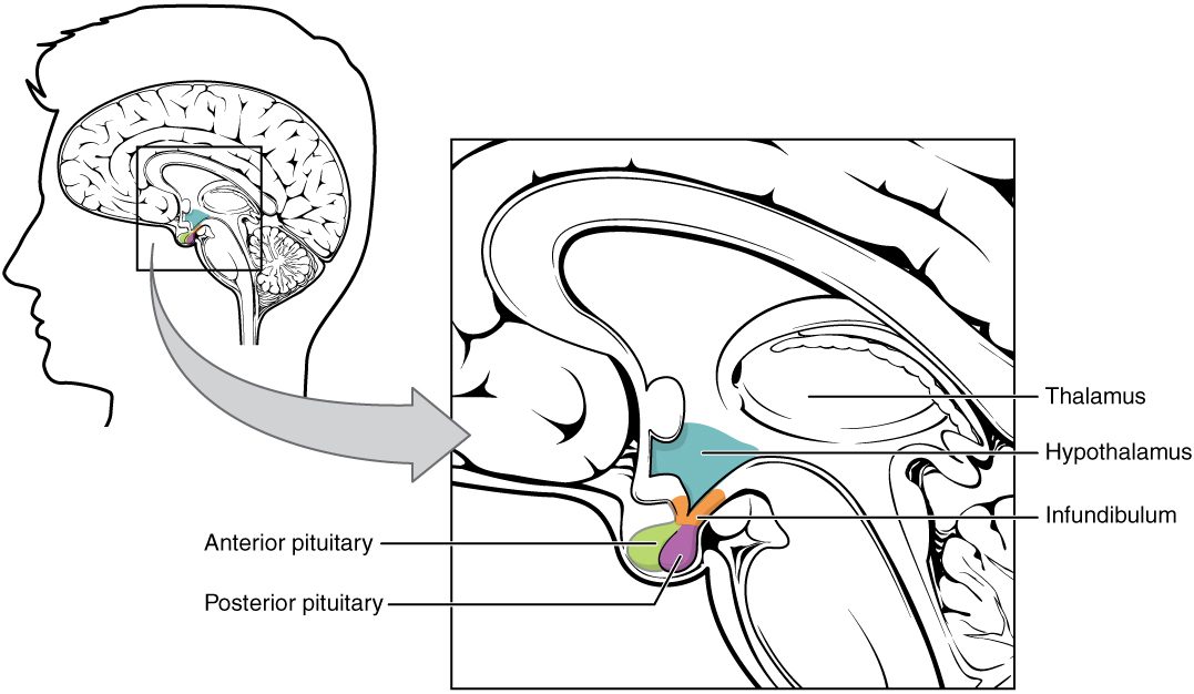 A side view of a head with the brain cut down the middle, and an enlarged inset of its base. Below the thalamus, the hypothalamus forms the floor of the brain's center. A short stalk, the infundibulum, hangs down from it to a pea-sized gland sitting in a hollow of the skull. The gland has two parts: a larger front lobe and a smaller back lobe joined to the stalk.