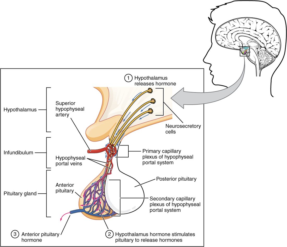 An enlarged view of the hypothalamus, the stalk and the pituitary gland, with a small head drawing for orientation. Nerve cells in the hypothalamus send their axons down to a first bed of capillaries at the top of the stalk, fed by a small artery. Veins run down the stalk from that capillary bed to a second bed of capillaries spread through the front lobe of the gland. Numbered steps show the hypothalamus releasing a hormone into the first capillary bed, that hormone reaching the front lobe through the veins and second capillary bed, and the front lobe releasing its own hormone into a vein that leaves the gland. The back lobe is drawn in outline only.