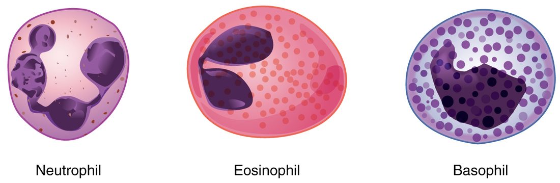 Drawings of three white blood cells with granules, side by side. The left cell has a nucleus of several dark lobes joined by thin strands and faint, tiny pink-lilac granules. The middle cell has a two-lobed nucleus and many larger red-orange granules. The right cell is packed with large dark purple granules that nearly hide its nucleus.