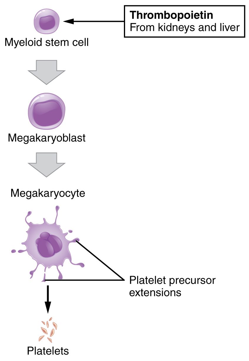 A three-step flowchart of platelet production. A hormone from the kidneys and liver acts on a stem cell, which becomes a large precursor cell, then an even larger cell with a many-lobed nucleus and long arms of cytoplasm. Small fragments break off the ends of the arms as platelets.