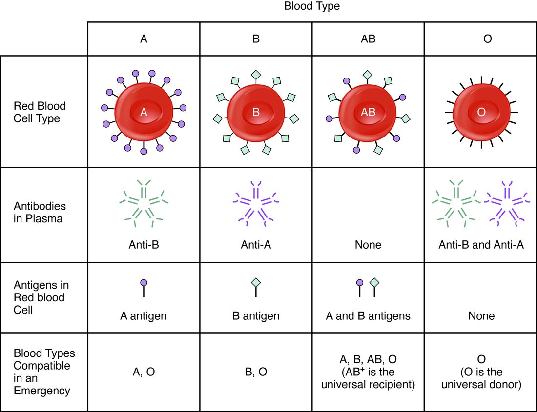 A table of the four ABO blood types. For each type, a red blood cell is drawn with the surface markers it carries: round-tipped markers for type A, diamond-tipped markers for type B, both for type AB and none for type O. Rows below show the Y-shaped antibodies in each type's plasma, the markers on its red cells, and the donor types it can receive in an emergency.