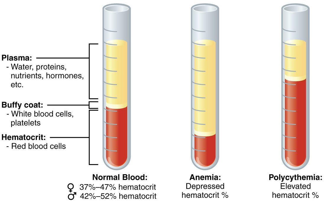Three glass tubes of spun blood side by side. In each, a straw-yellow fluid layer sits on top, a thin pale band lies in the middle, and a dark red column fills the bottom. In the left tube the red column fills a little under half the tube; in the middle tube it is much shorter; in the right tube it is much taller. Brackets beside the left tube name the three layers and give typical percentages for women and men.